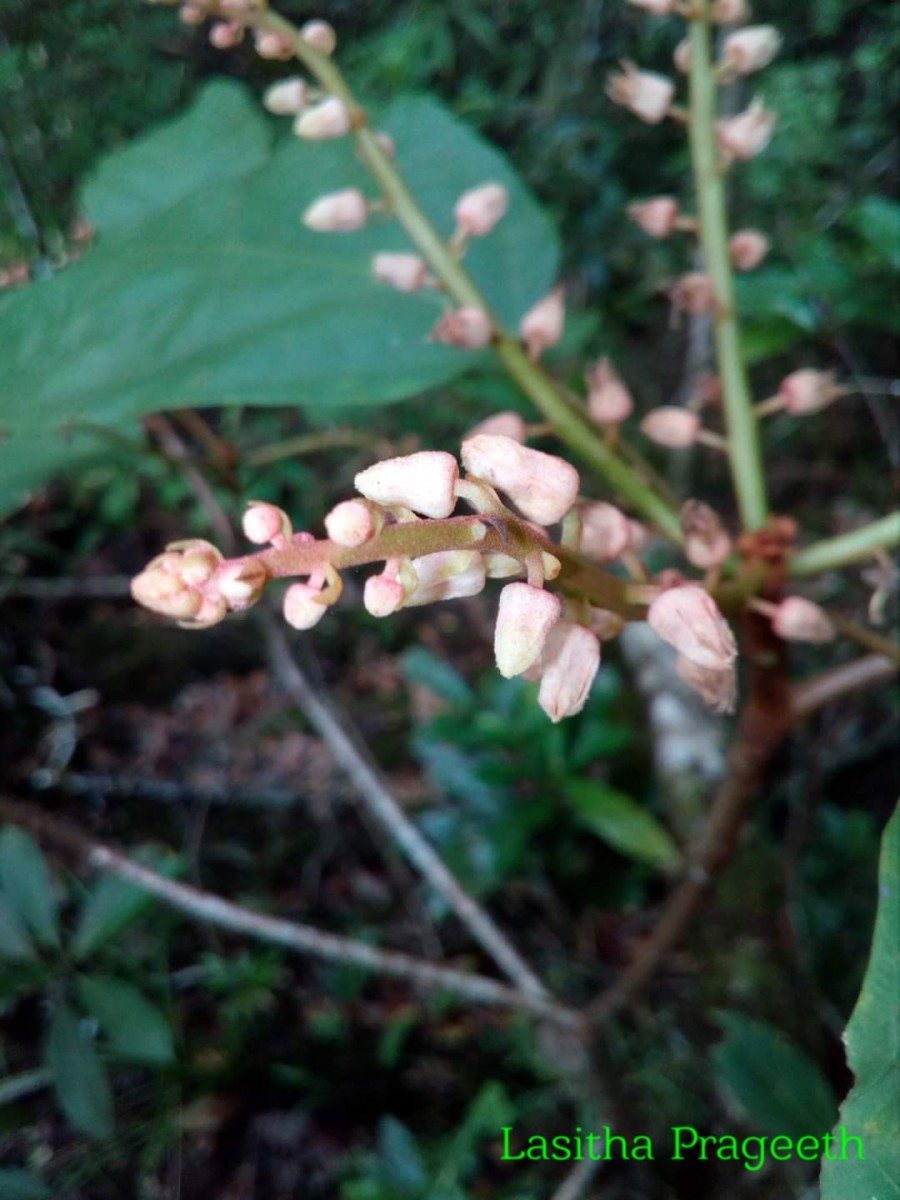 Sterculia zeylanica Kosterm.